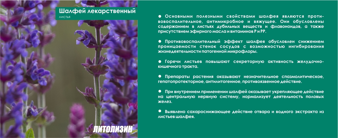 Шалфей применение для женщин. Свойства шалфея. Литолизин травяной состав. Литолизин жидкий состав в пропорциях трав.